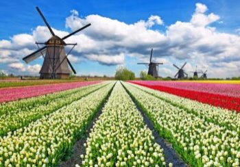 Vibrant tulips field with Dutch windmills Vibrant tulips field with Dutch windmills, Netherlands. Beautiful cloudy sky